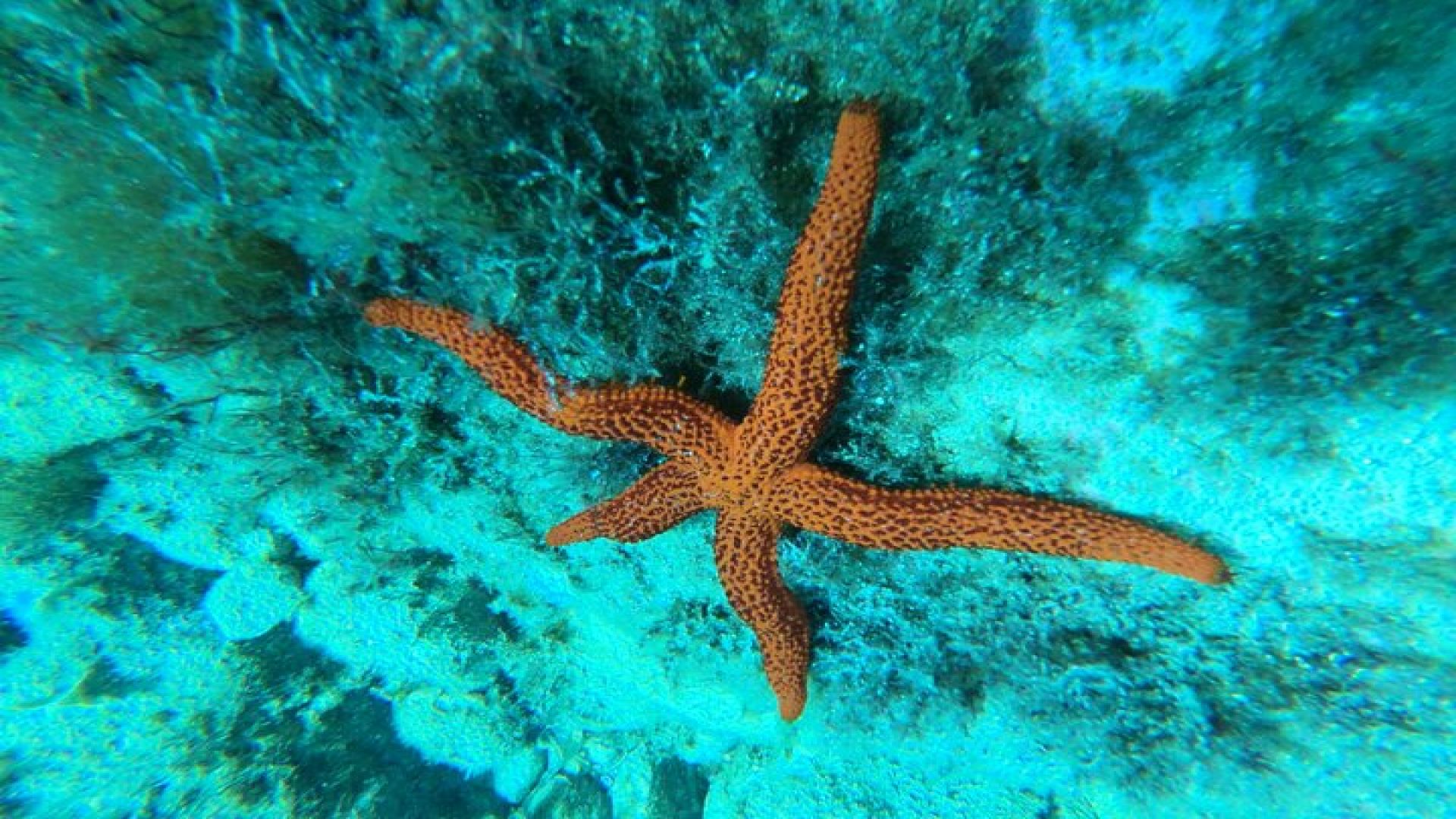 Costa Brava - Kayaking and Snorkeling \"Sea Caves\" Tour