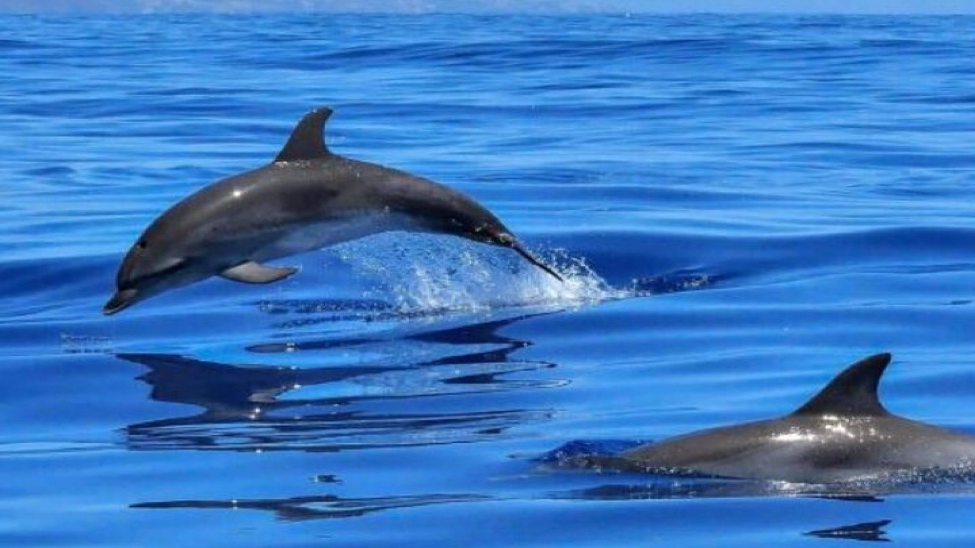  Benalmádena: Sailing and Dolphin Watching with Snacks and Drinks