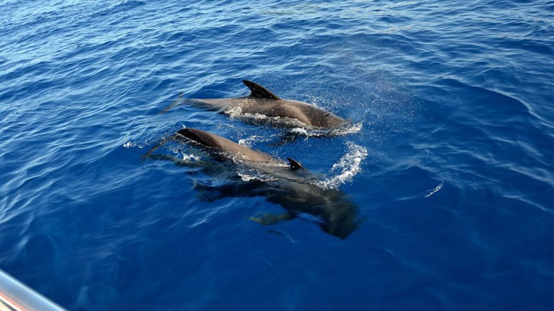 3-hour Whale and Dolphin Watching and Listening Tour 