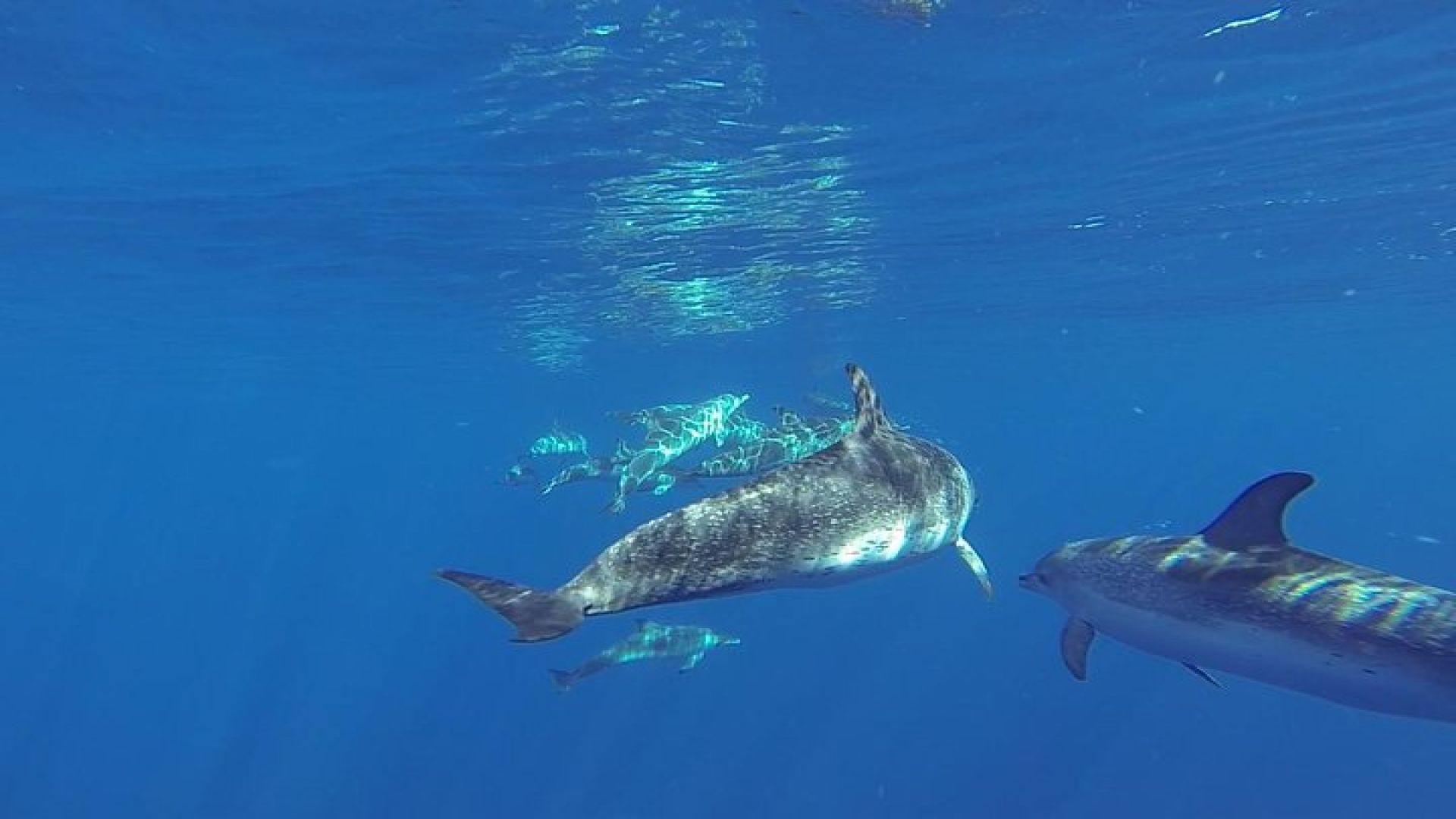 Dolphin and Whale Cruise in Puerto Rico, Gran Canaria
