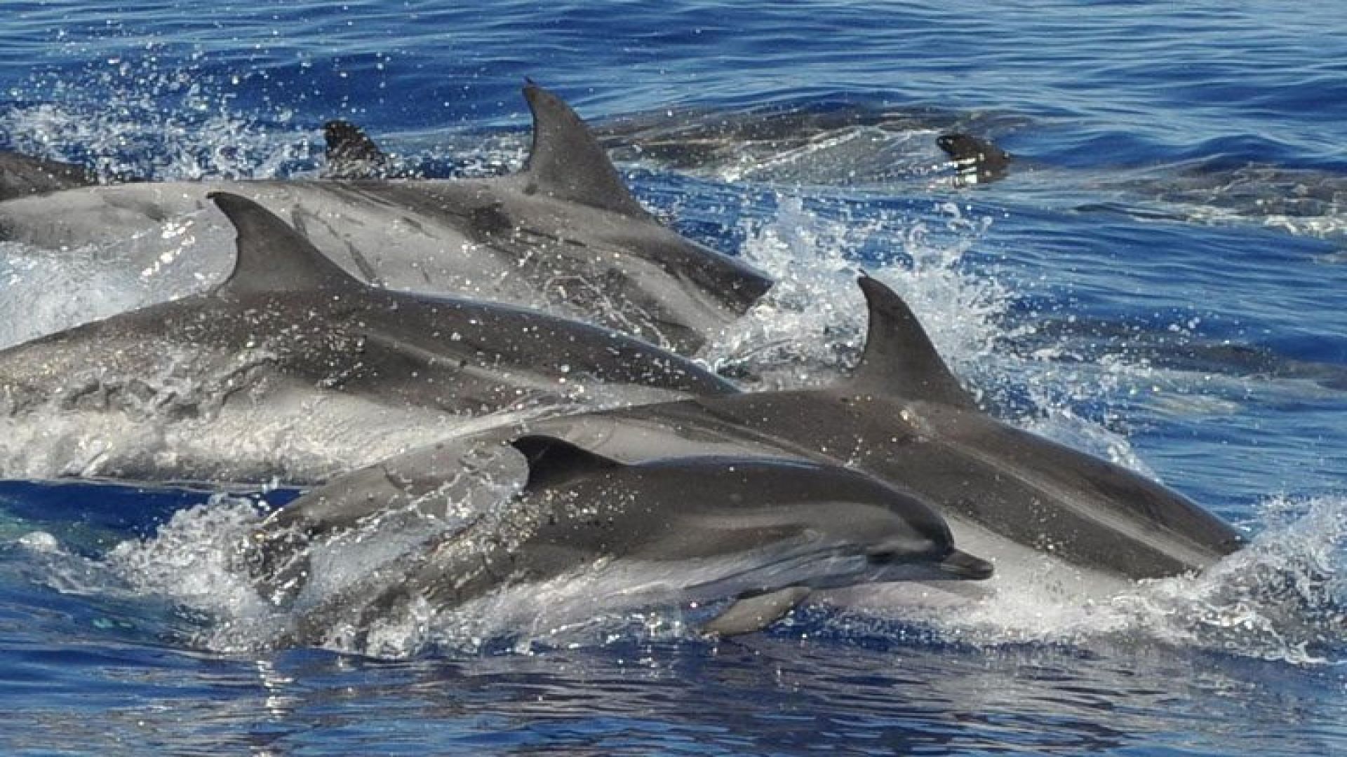 Dolphin and Whale Cruise in Puerto Rico, Gran Canaria