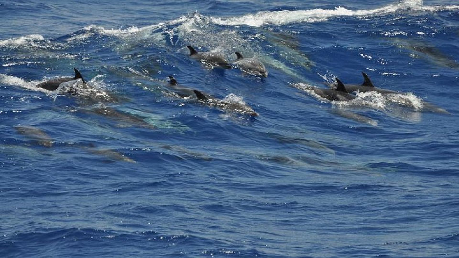 Dolphin and Whale Cruise in Puerto Rico, Gran Canaria
