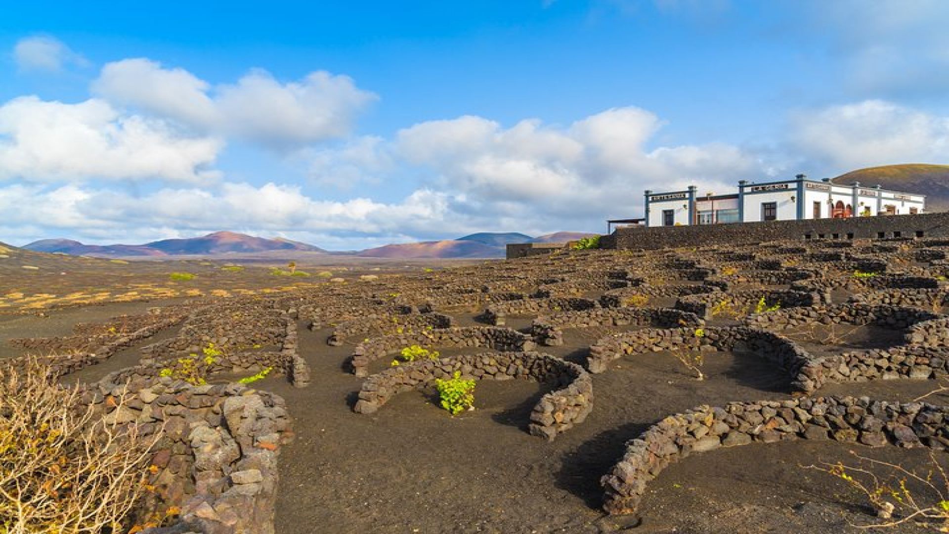 Lanzarote Volcano and Wine Region Tour from Fuerteventura