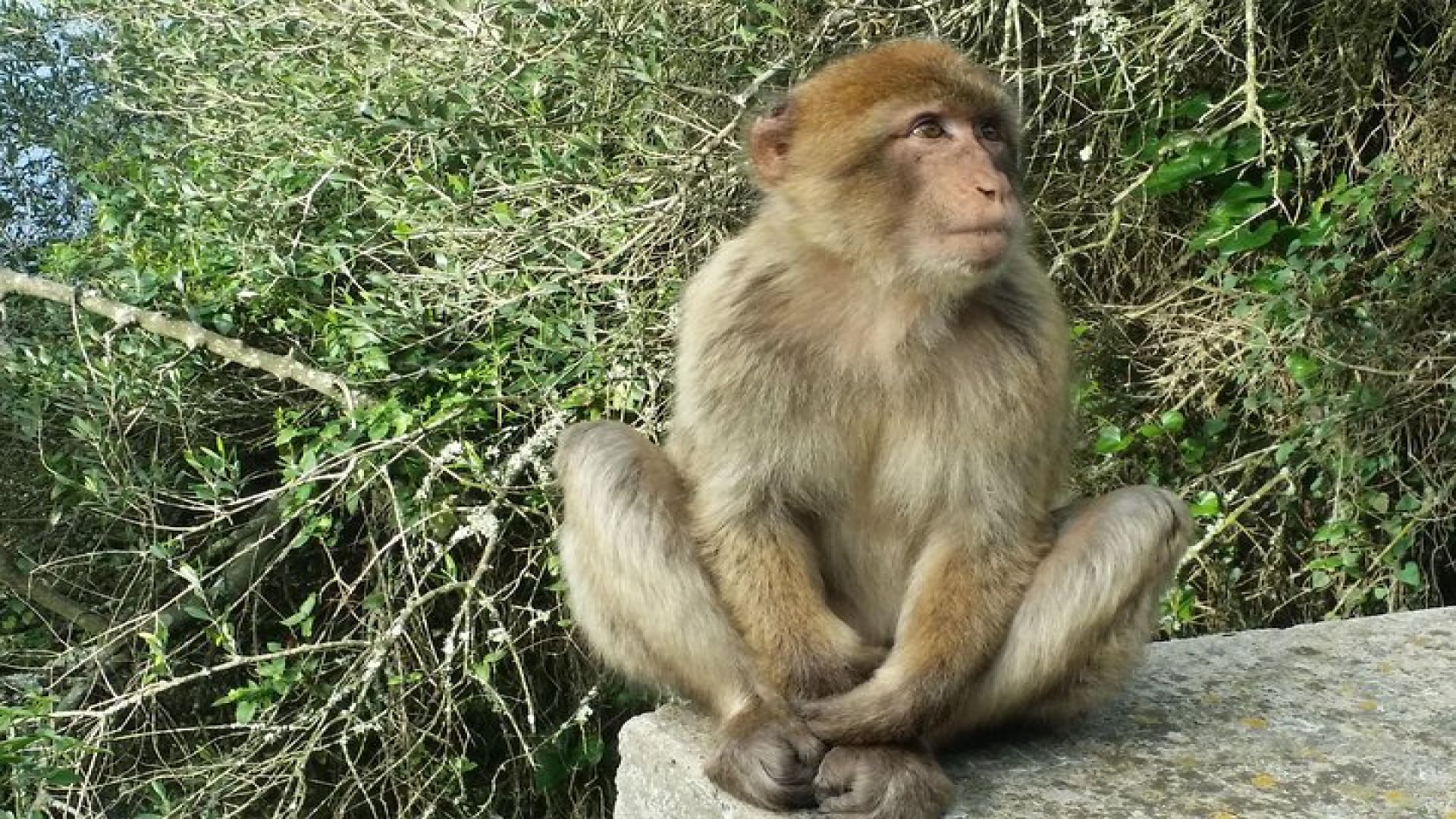 Gibraltar private trip from Marbella or Malaga