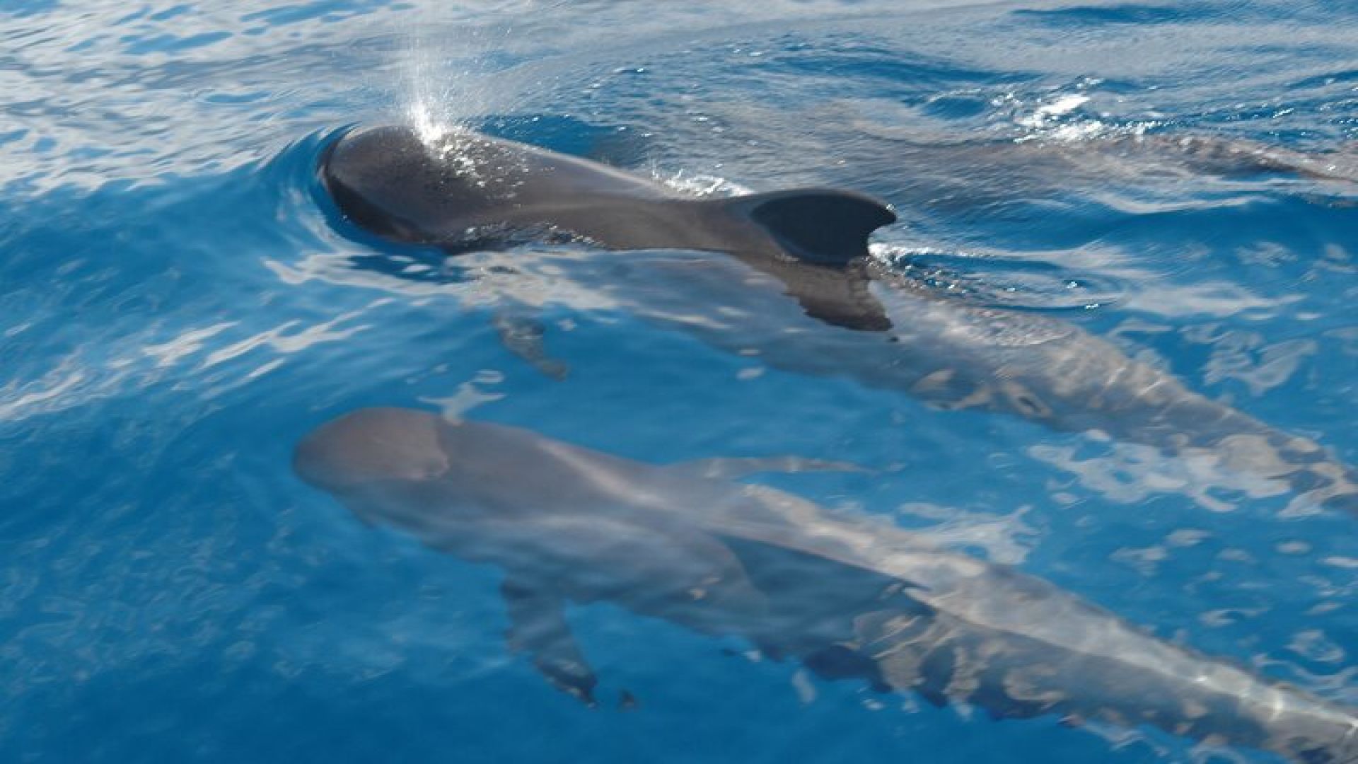 Dolphin and Whale Sailing Tour in Los Gigantes