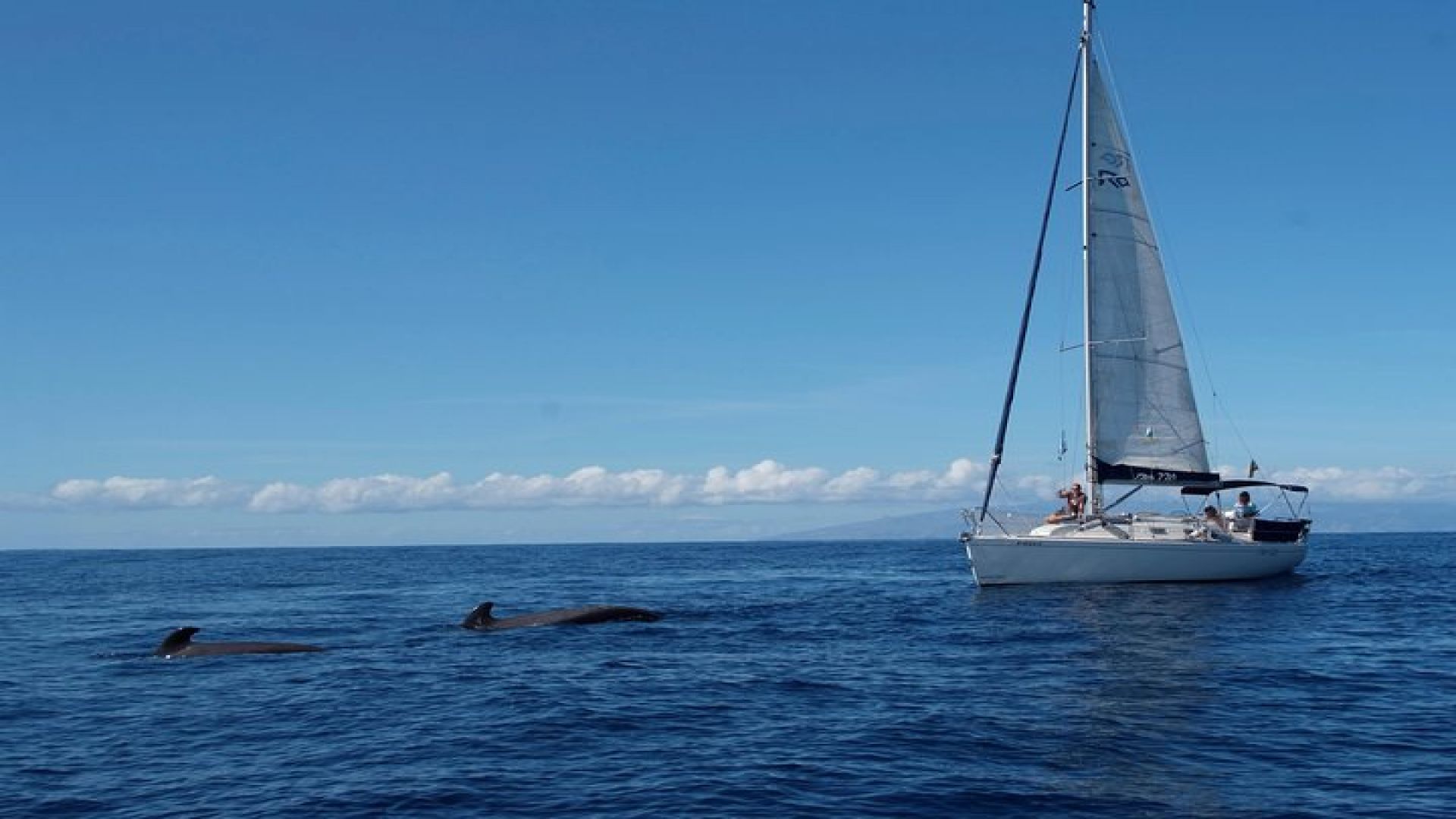 Whale and Dolphin Watching Sailing Boat with Drinks, Snacks and Swimming Time