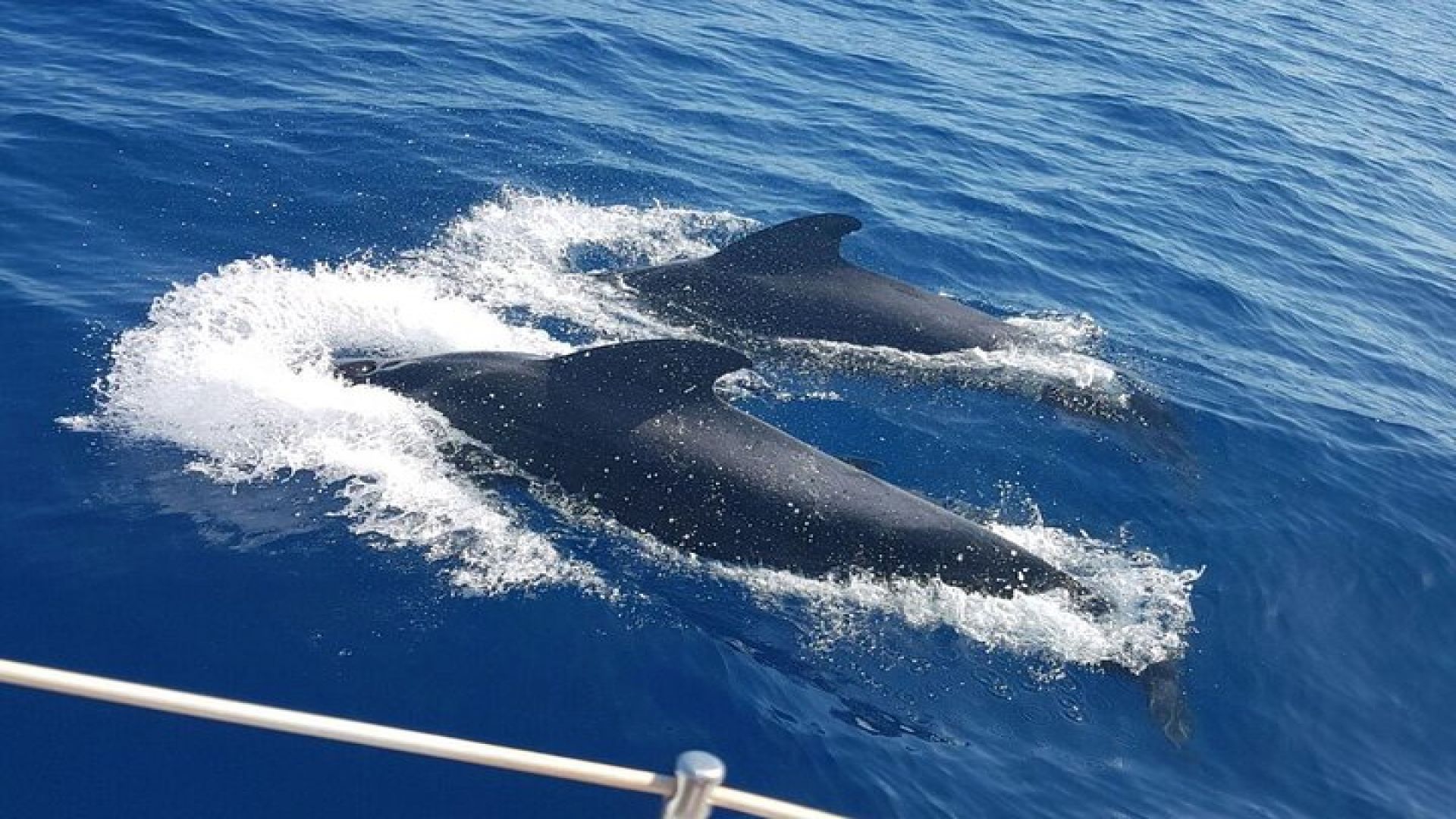 Whale and Dolphin Watching Sailing Boat with Drinks, Snacks and Swimming Time