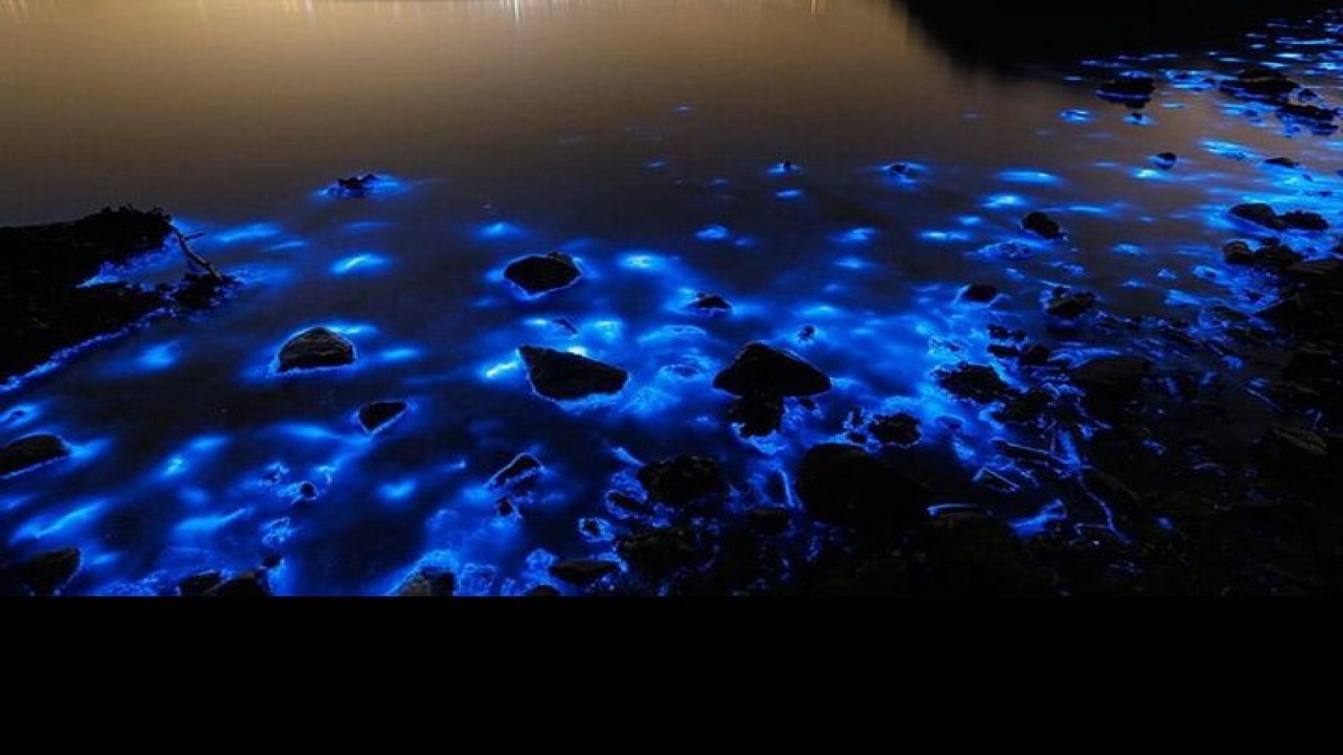 Luminous Lagoon Night Tour