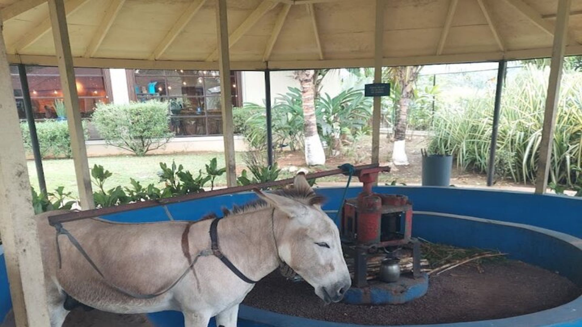 Appleton estate tour