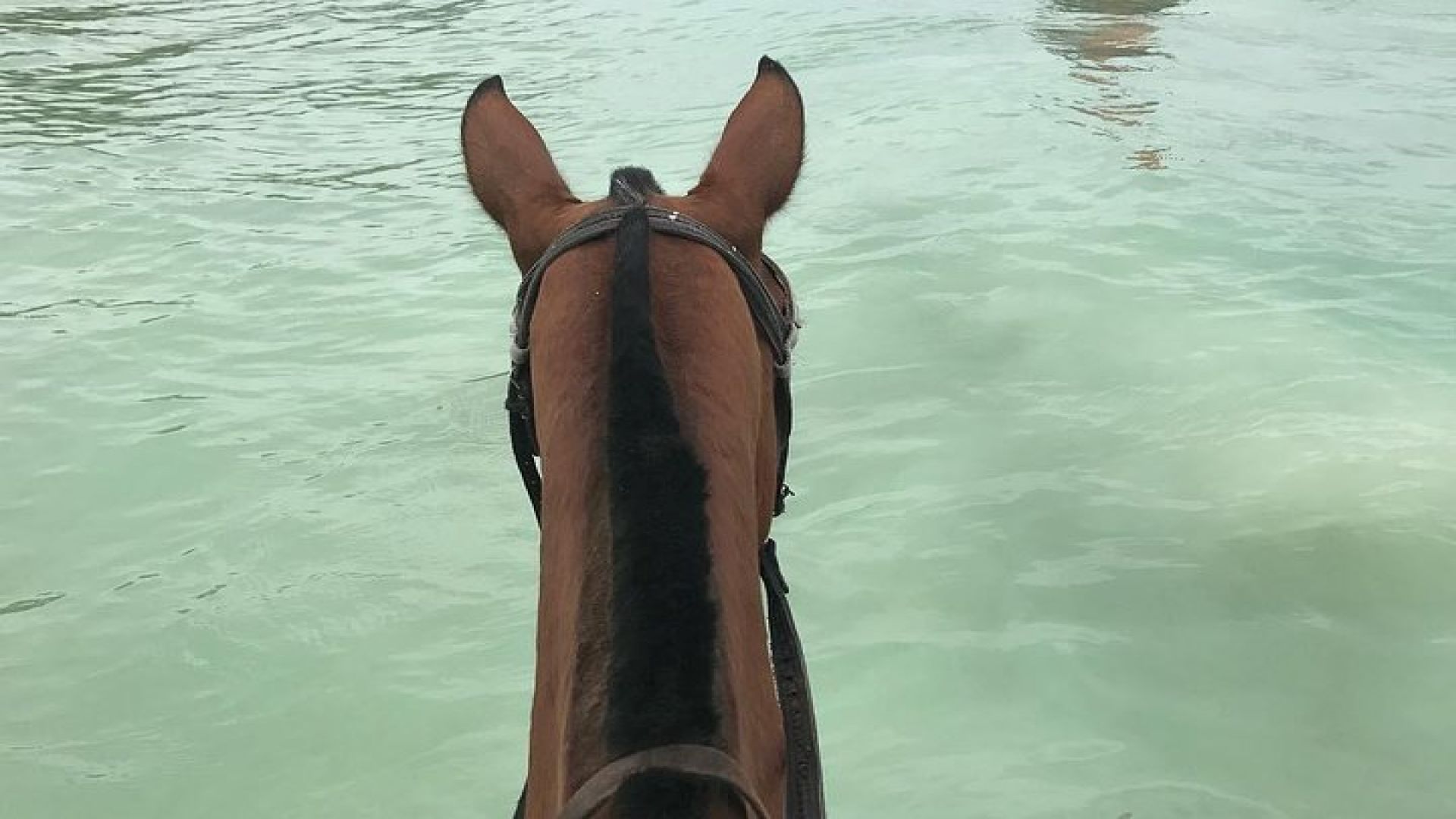 Horseback Ride and Swim From Ocho Rios