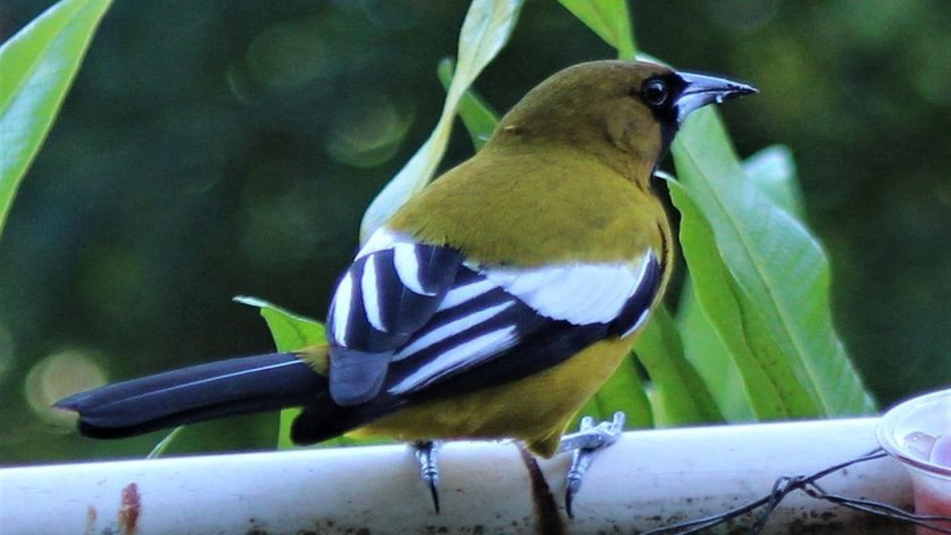 Skip the Line: Ahhh Ras Natango Gallery and Garden Admission Tickets