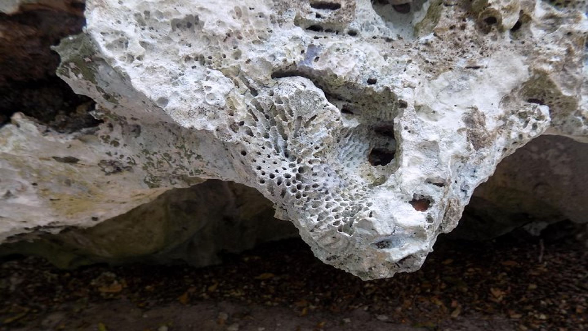 Green Grotto Excursion from Negril