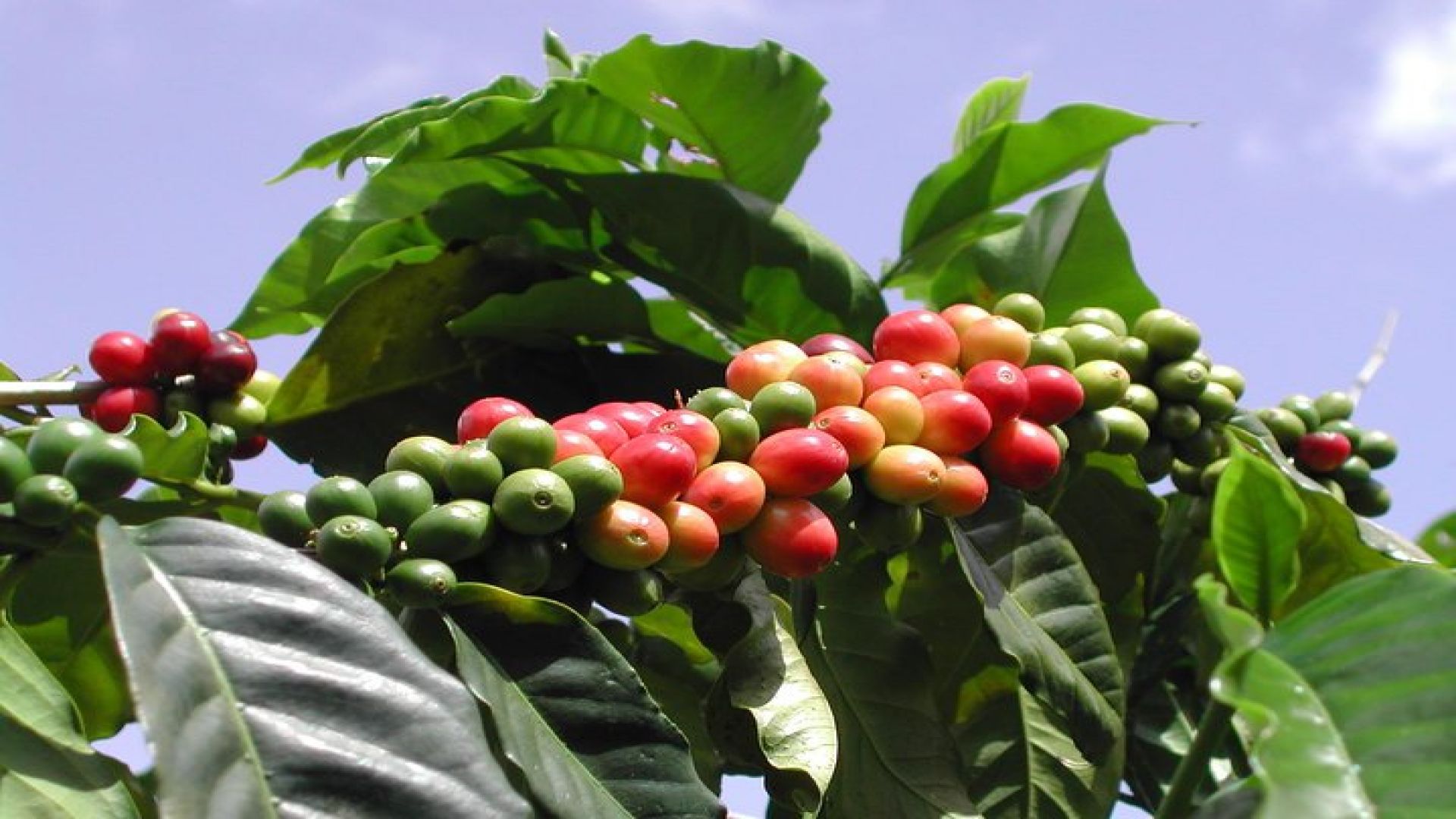 Original Blue Mountain Bicycle Tour from Falmouth