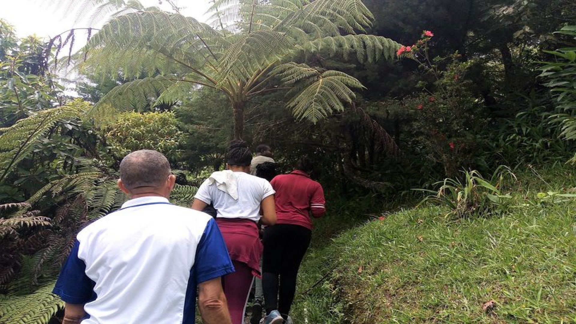 Jamaica\'s Blue Mountain Hike & Coffee Tour from Runaway Bay