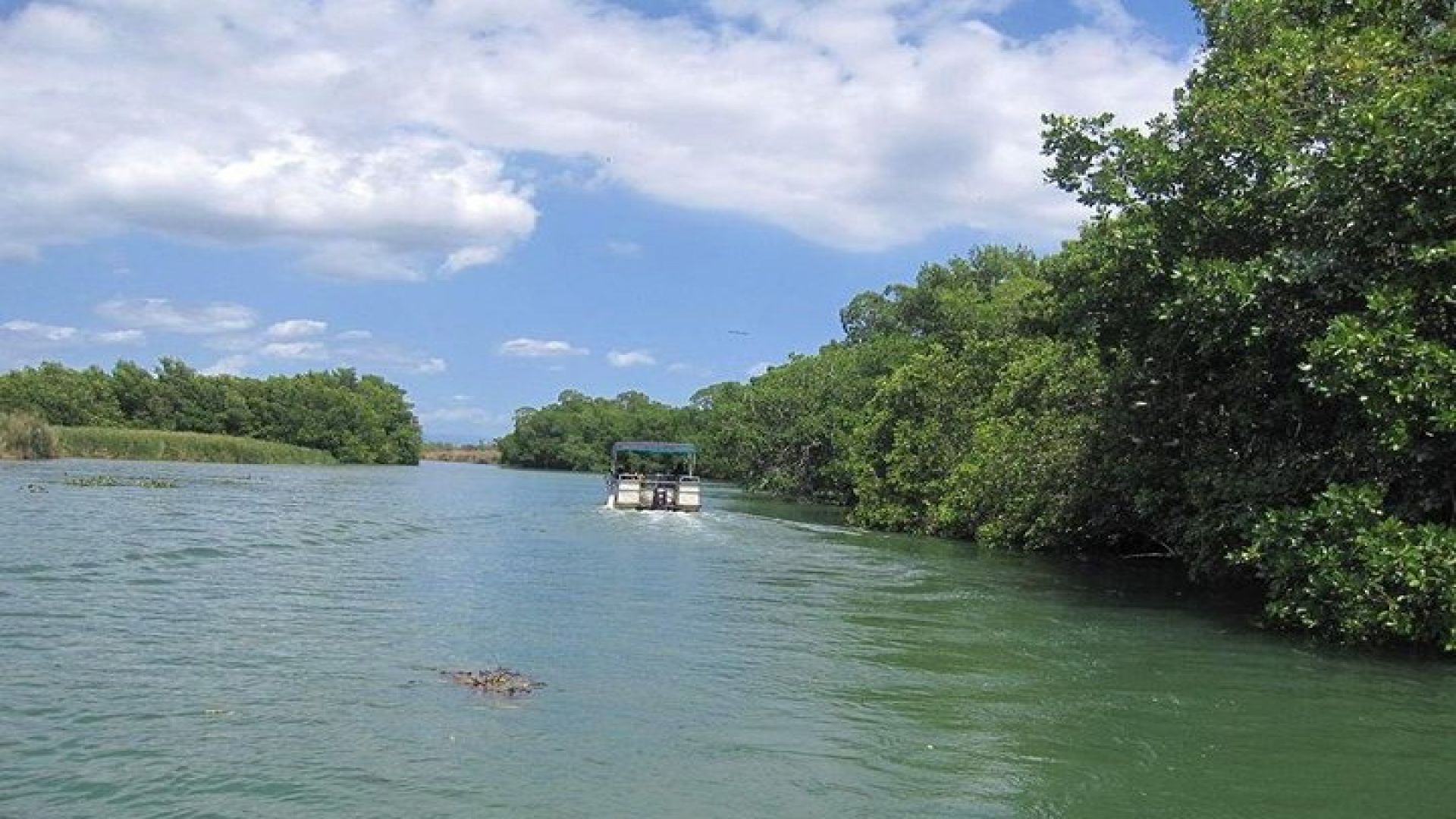 Black River Safari Tour from Kingston