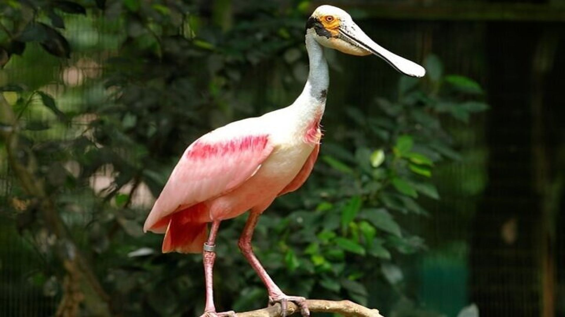 Singapore Bird Paradise E-Tickets
