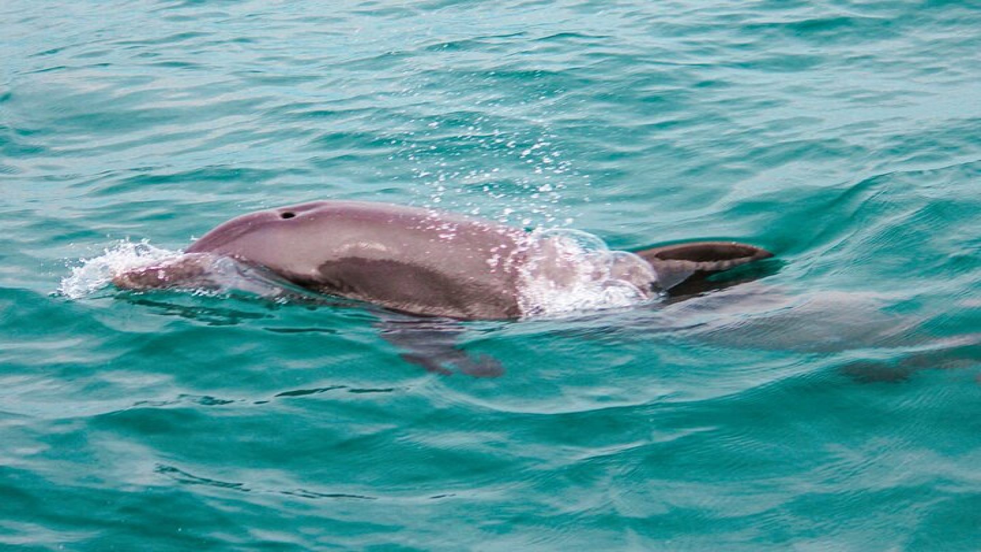 Private Boat Tour with Dolphin Spotting and Snorkelling from Phuket