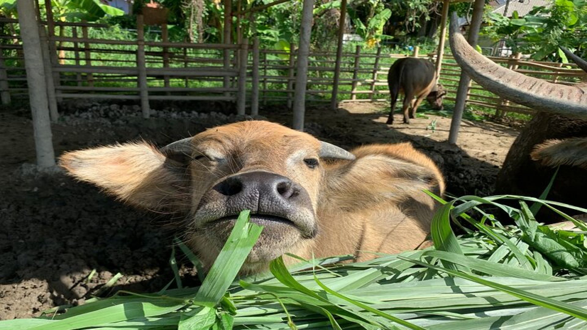 Aroidee’s Farm-Fresh Thai Cooking Experience