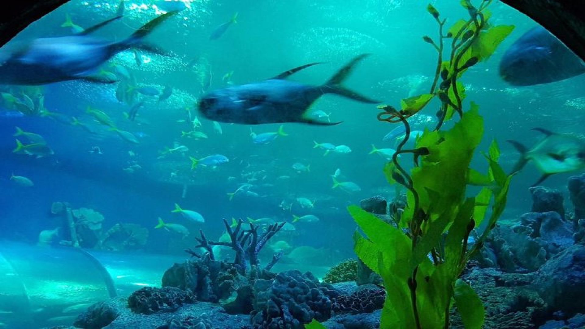 Pattaya Underwater World - Discover Ocean Treasures