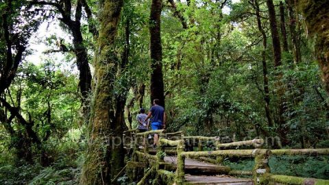 One day Doi Inthanon National Park & Trekking on Kew Mae Pan 