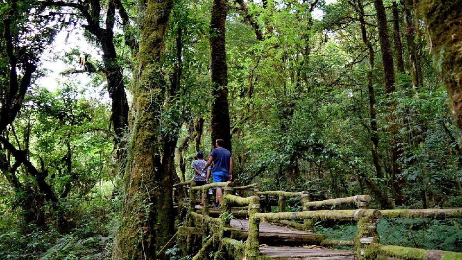 One Day Inthanon National Park (Private Tour)