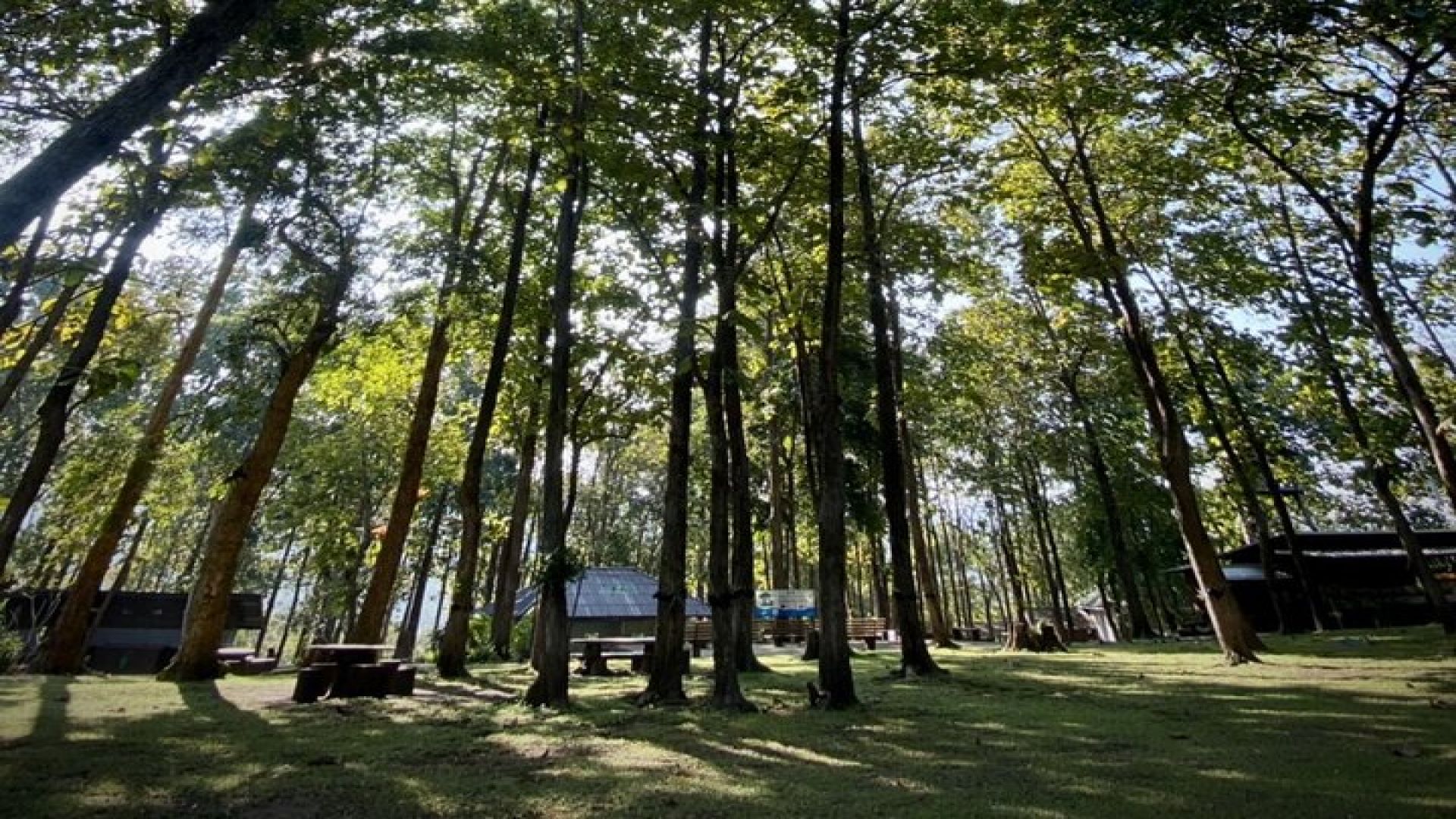 Half day Sticky Waterfall (Bua Thong Waterfall) and local market