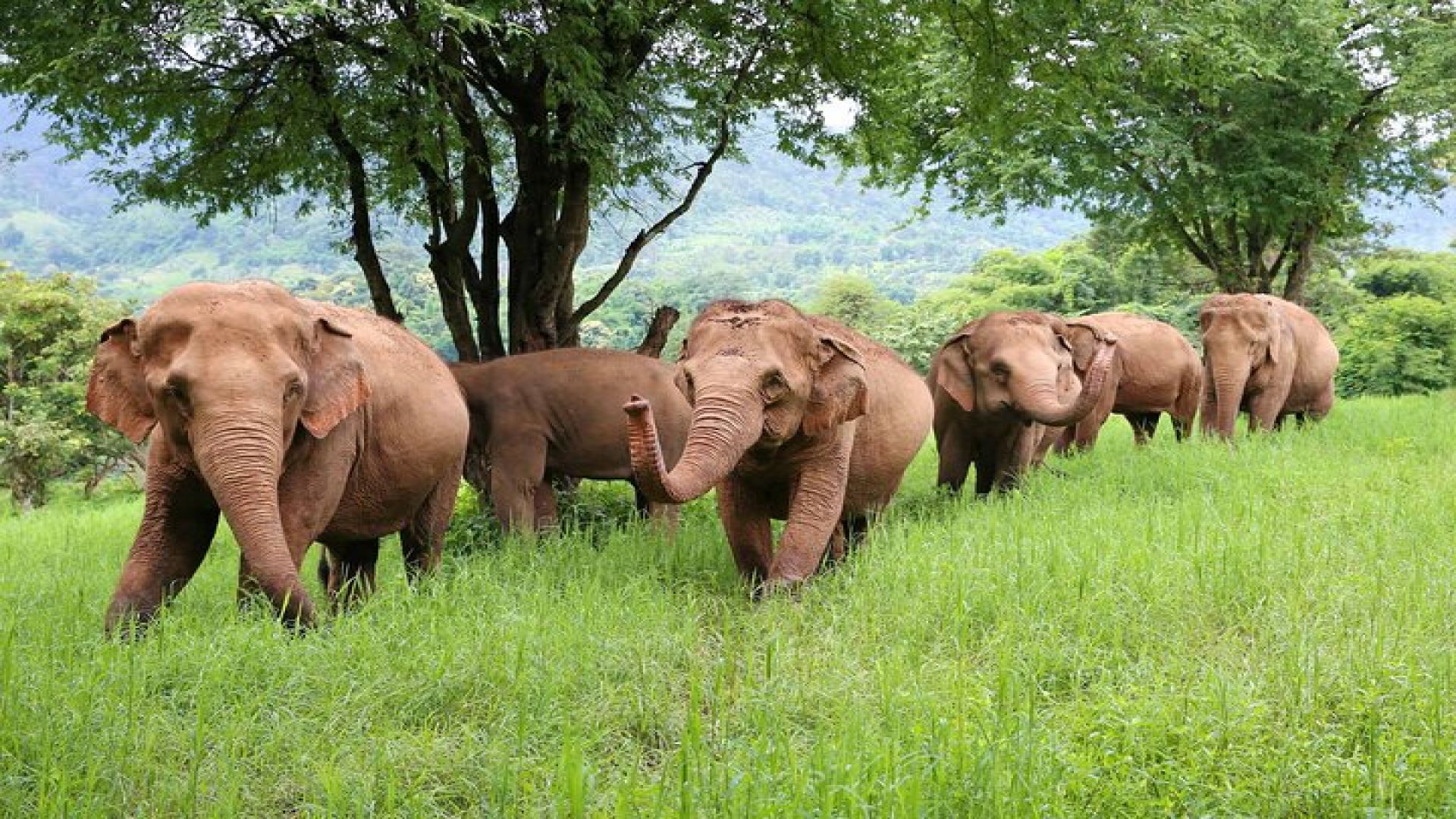 Chiang Mai ATV White Water Rafting and Elephant Sanctuary Full-Day Trip