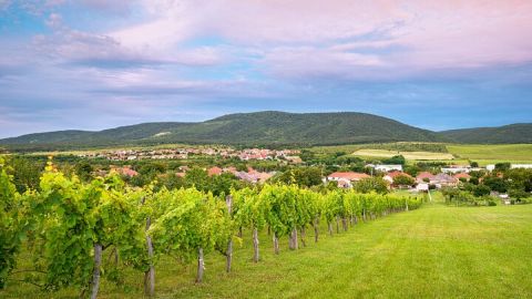 Full-Day Private Etyek Wine Tour Experience from Budapest