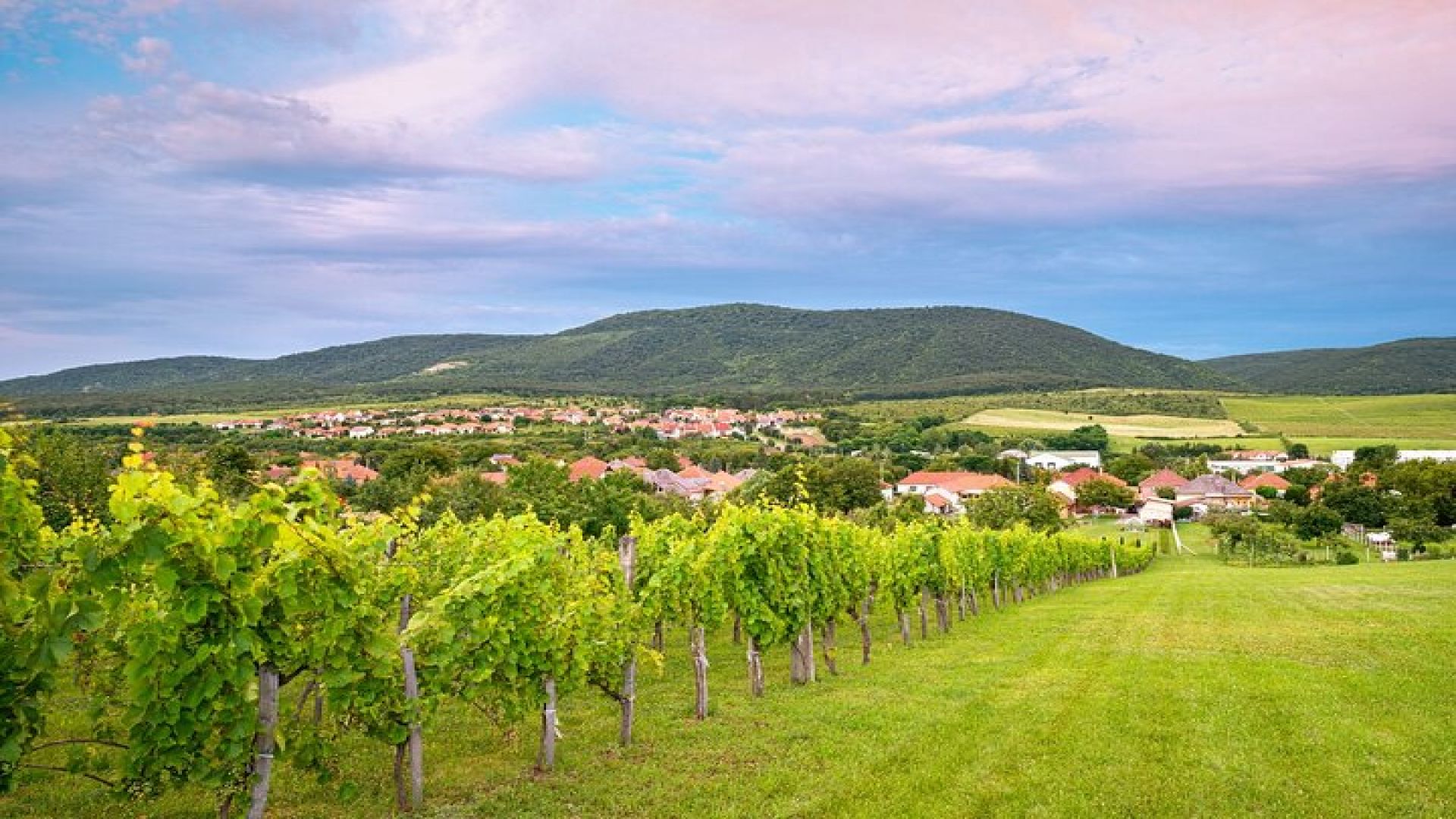 Full-Day Private Etyek Wine Tour Experience from Budapest