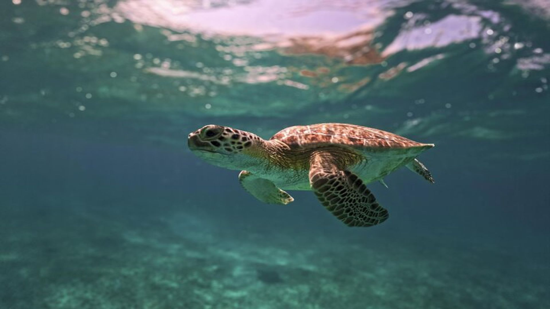 Tulum Ruins, Turtles in Akumal and Cenote tour