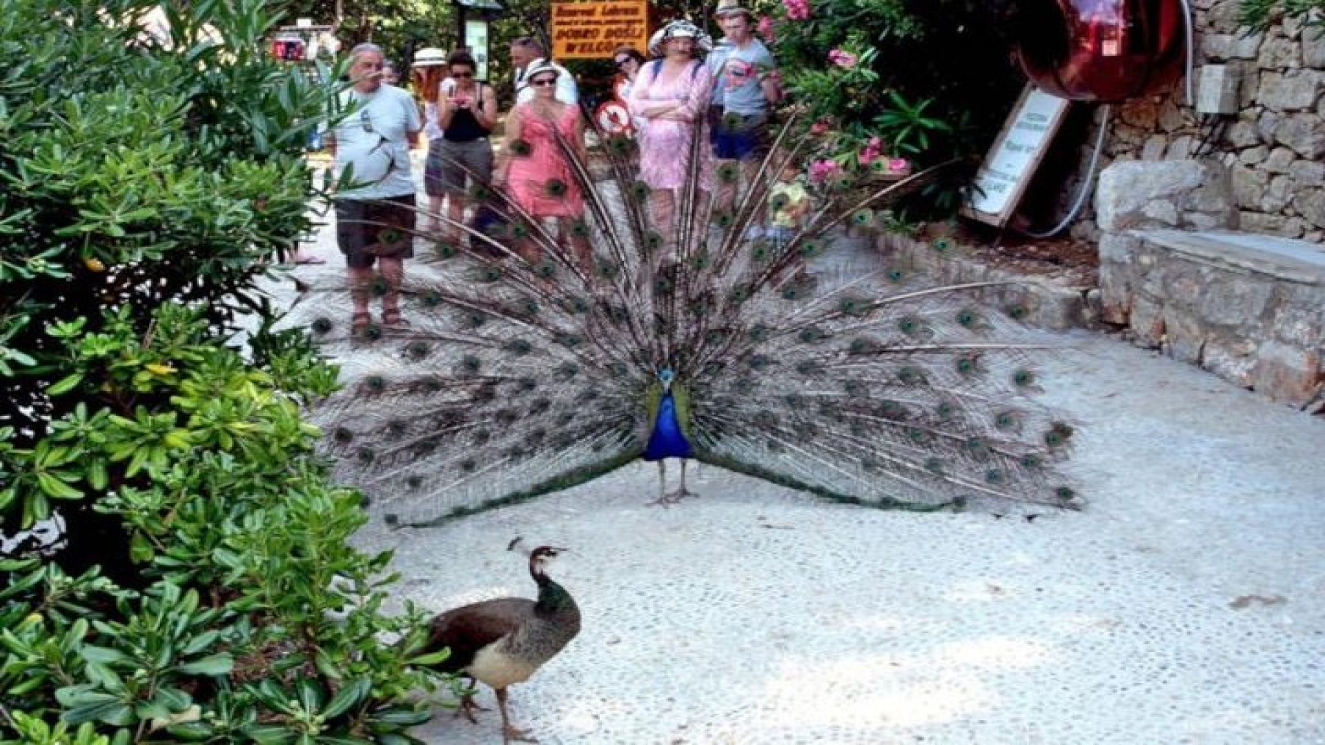 Dubrovnik: Epic Game of Thrones Tour + Lokrum Island Option