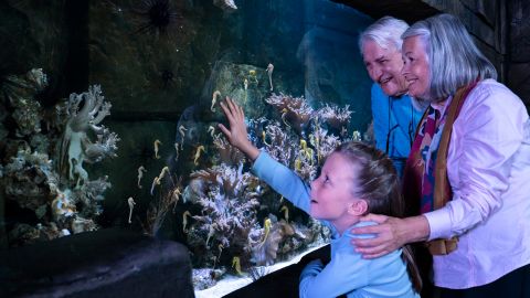 SEA LIFE London Aquarium - Standard Entry + VR (OFF PEAK)