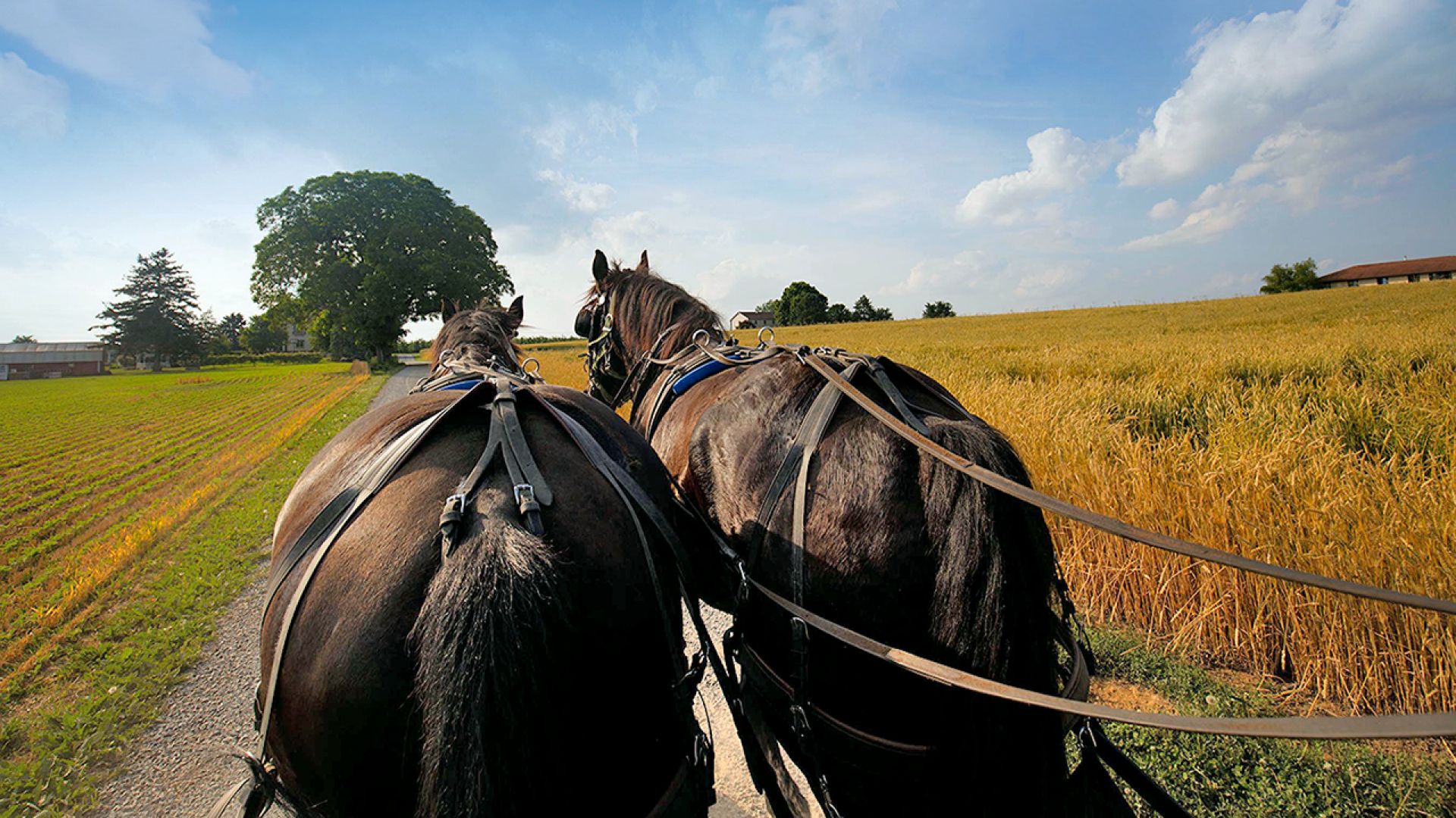 Philadelphia and Amish Country, 1-Day Tour from NYC