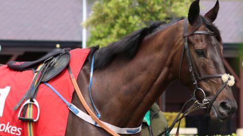 LADBROKES SUMMER EVENING RACING - 13TH MAY