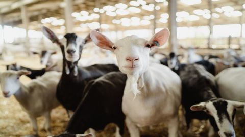 Errington's Barn - Working Farm Tour