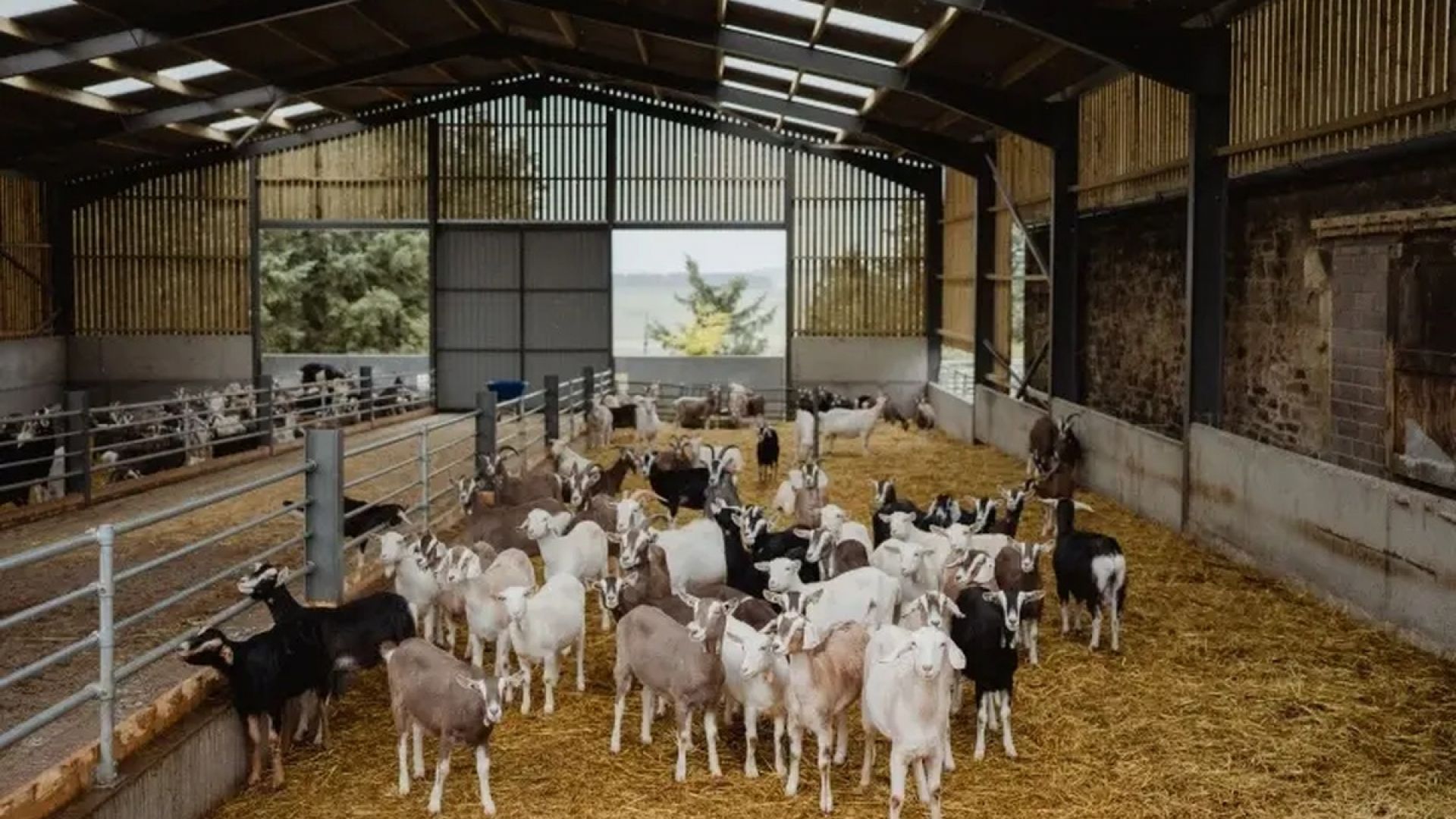 Errington's Barn - Farm Tour & Cheese Tasting