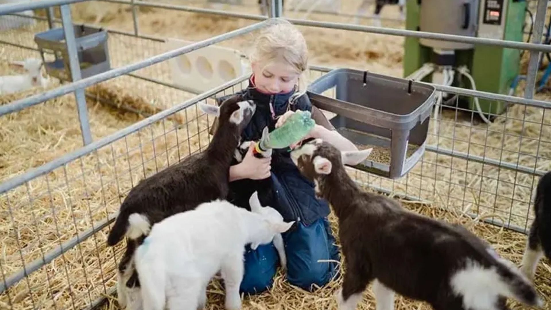 Errington's Barn - Kidding Tour and Experience