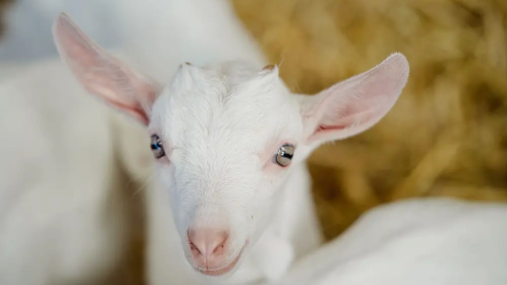 Errington's Barn - Kidding Tour and Experience