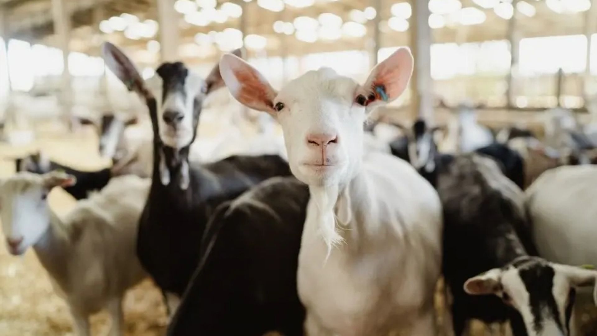 Errington's Barn - Kidding Tour and Experience