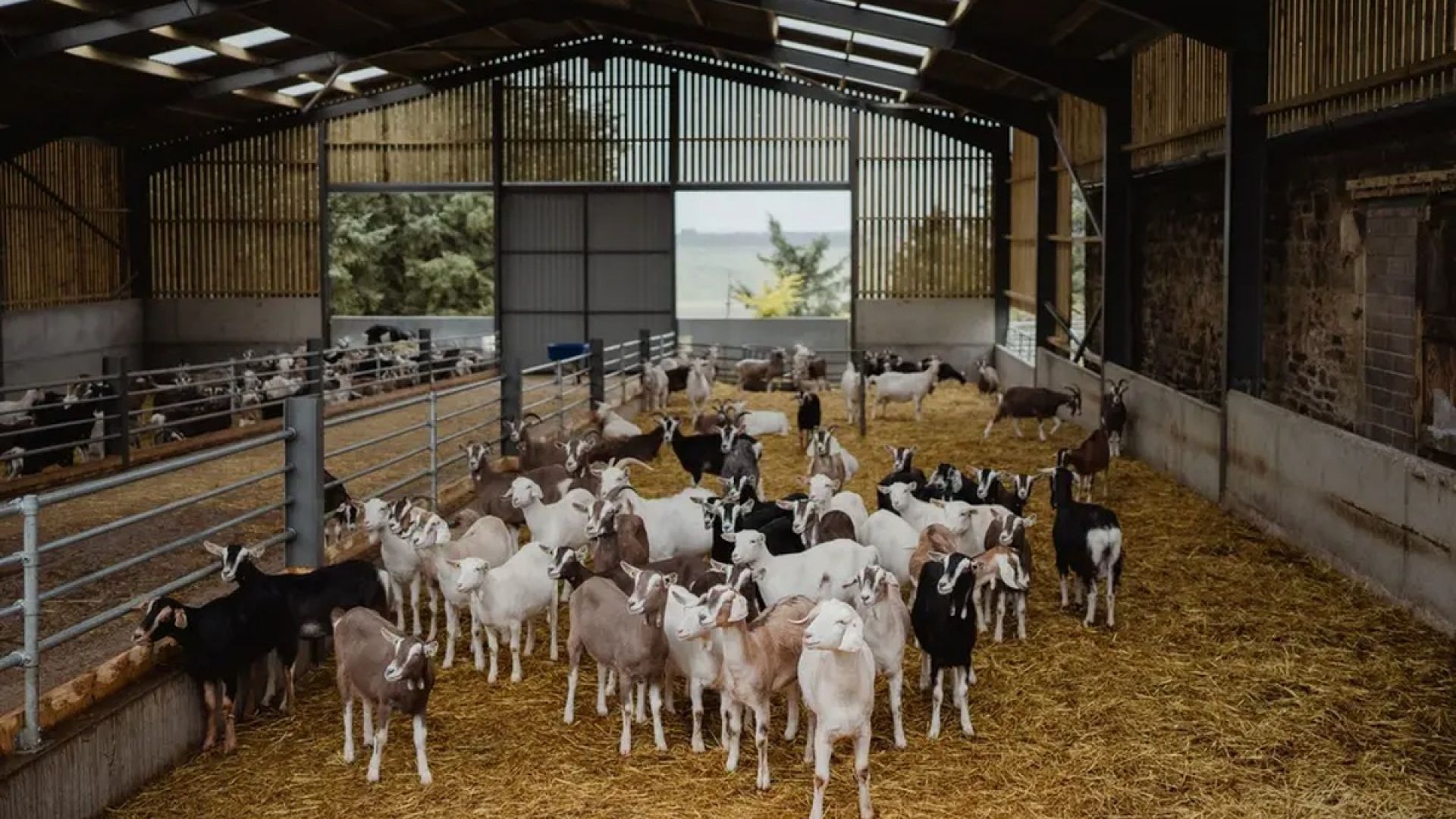 Errington's Barn - Kidding Tour and Experience