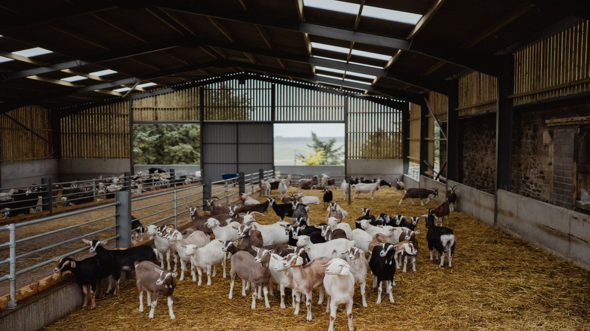 Errington's Barn - Kidding Tour and Experience