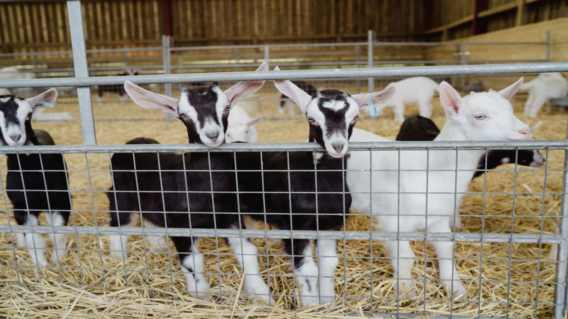 Errington's Barn - Kidding Tour and Experience