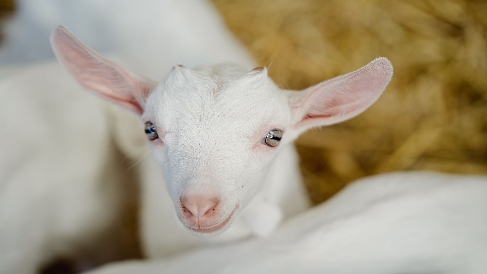 Errington's Barn - Kidding Tour and Experience