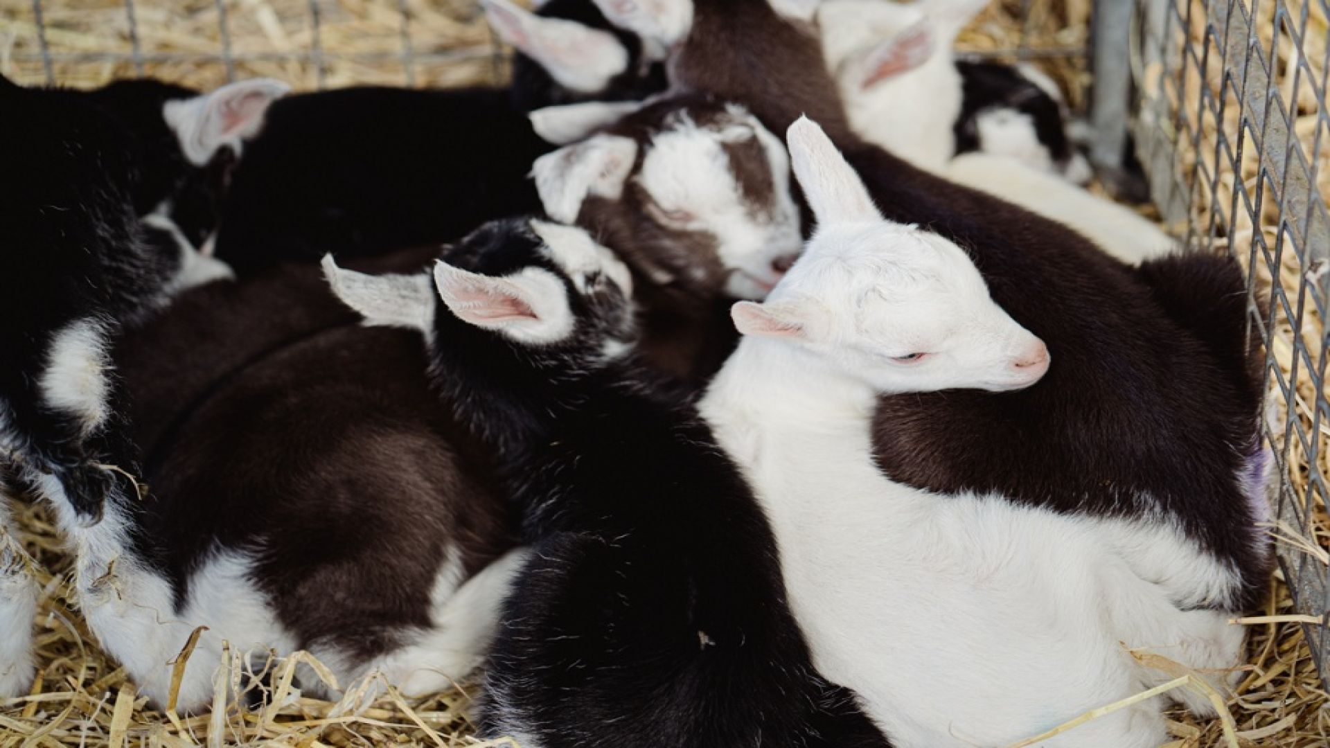Errington's Barn - Kidding Tour and Experience