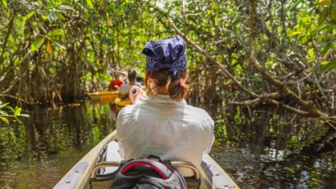 Lido Key - Guided Mangrove Tunnel Eco Kayak Tour
