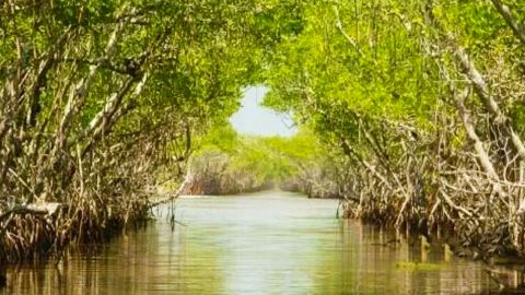 Siesta Key - Popular Mangrove and Hidden Beach Kayak Tour