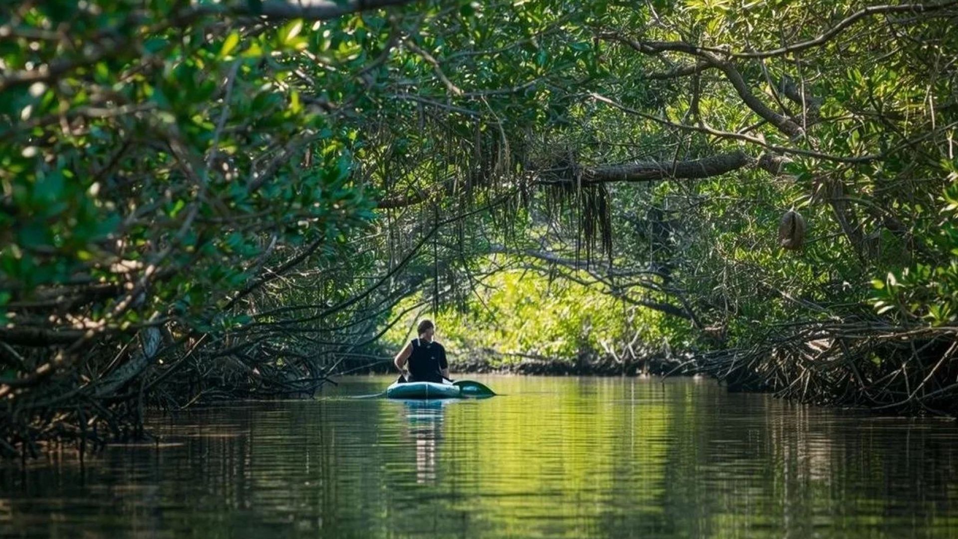 Lido Key - Guided Mangrove Tunnel Eco Kayak Tour