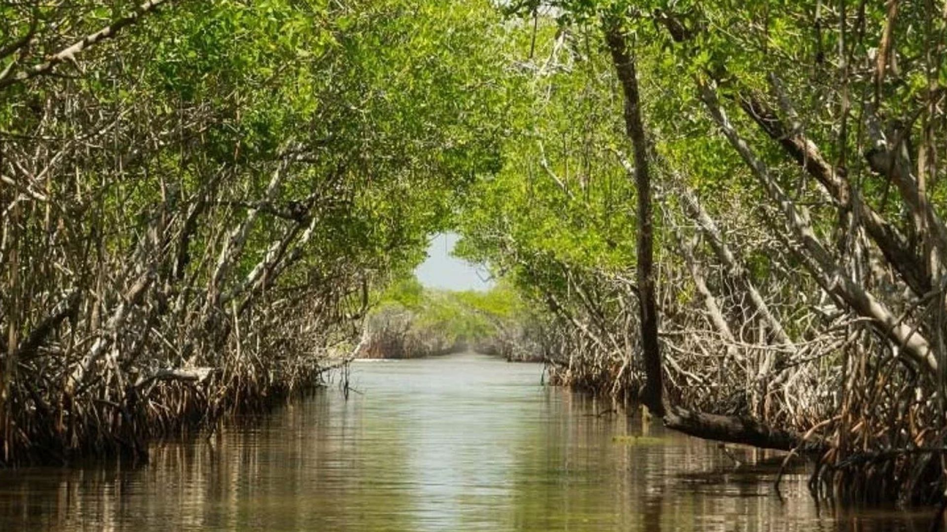 Siesta Key - Popular Mangrove and Hidden Beach Kayak Tour