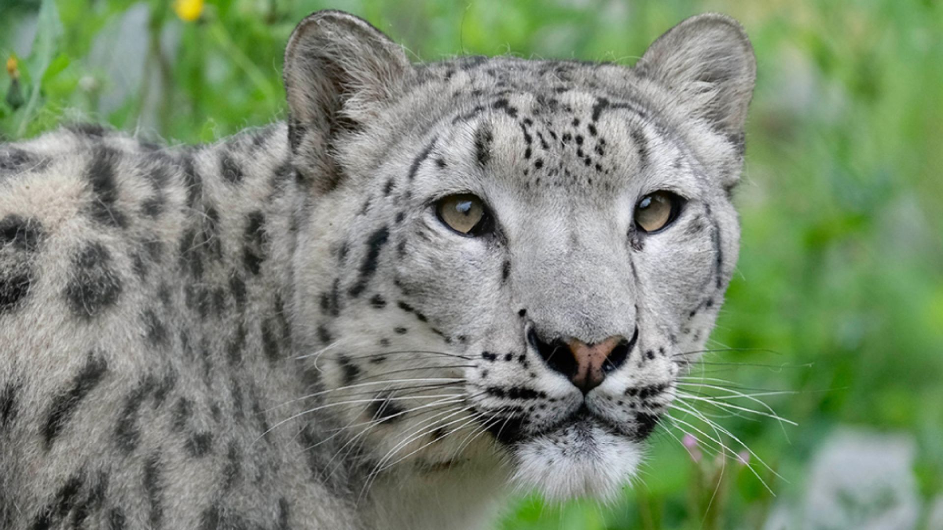 Banham Zoo - animals