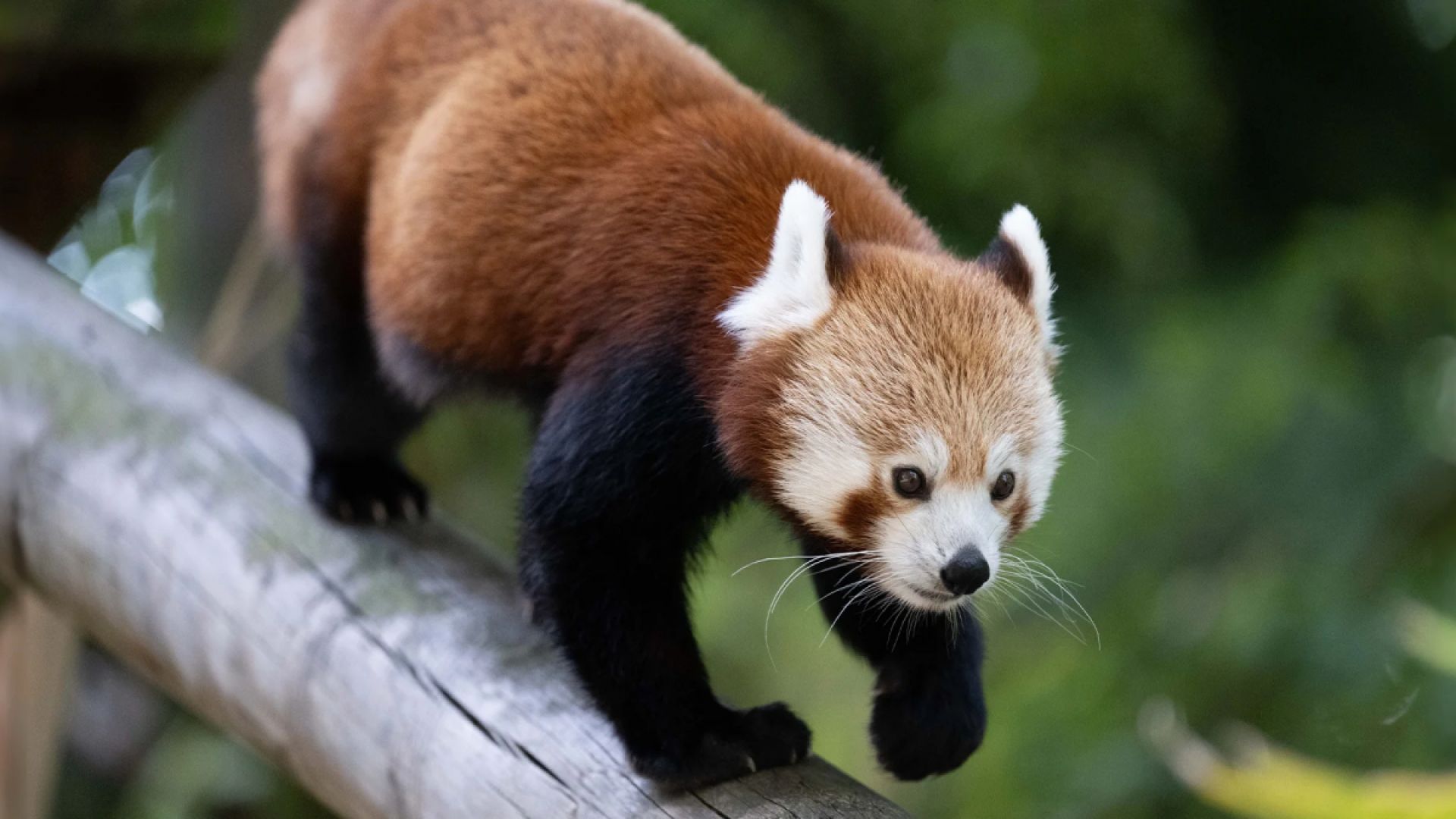 Banham Zoo red panda
